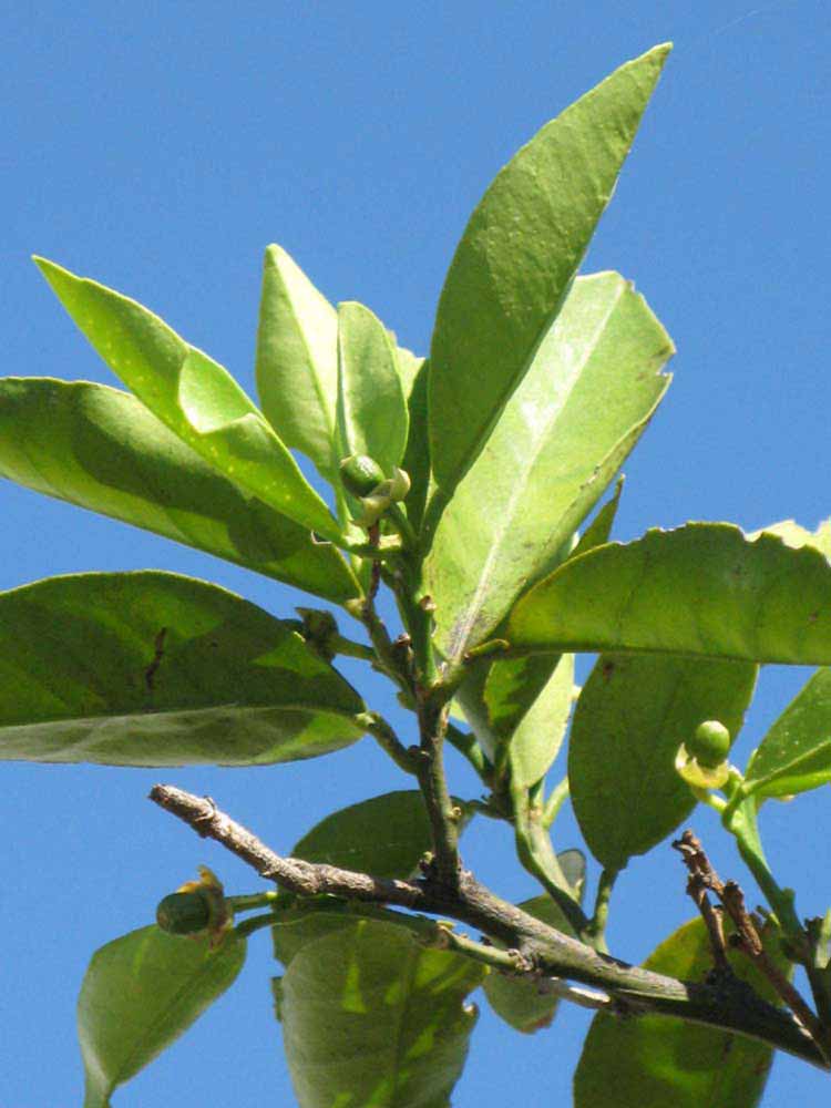              Sun leaves (Winter Haven, FL)       